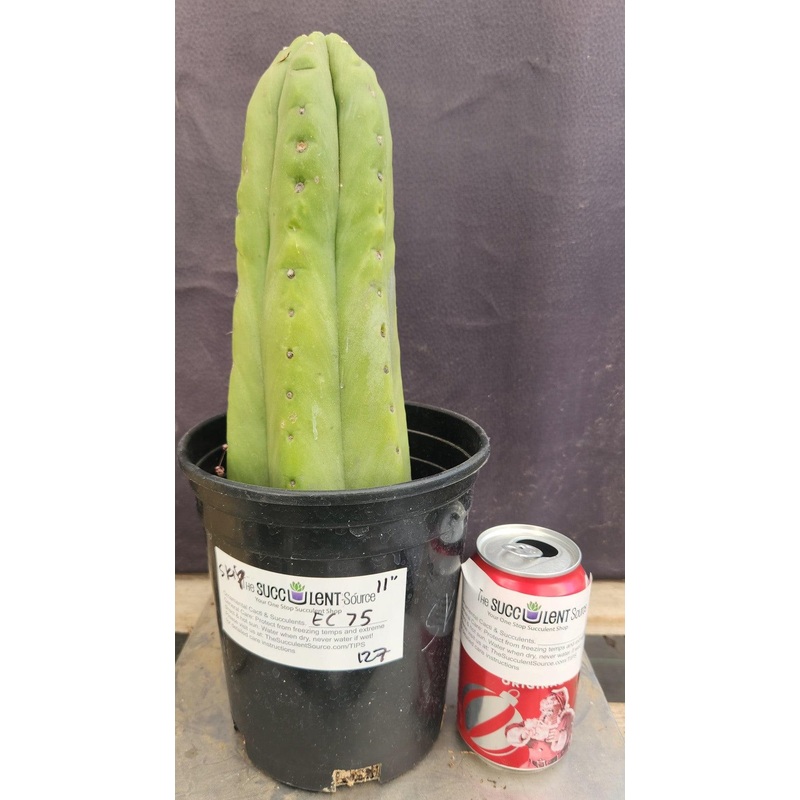 #EC75 EXACT Trichocereus Pachanoi Skip/Campground Cactus 11"