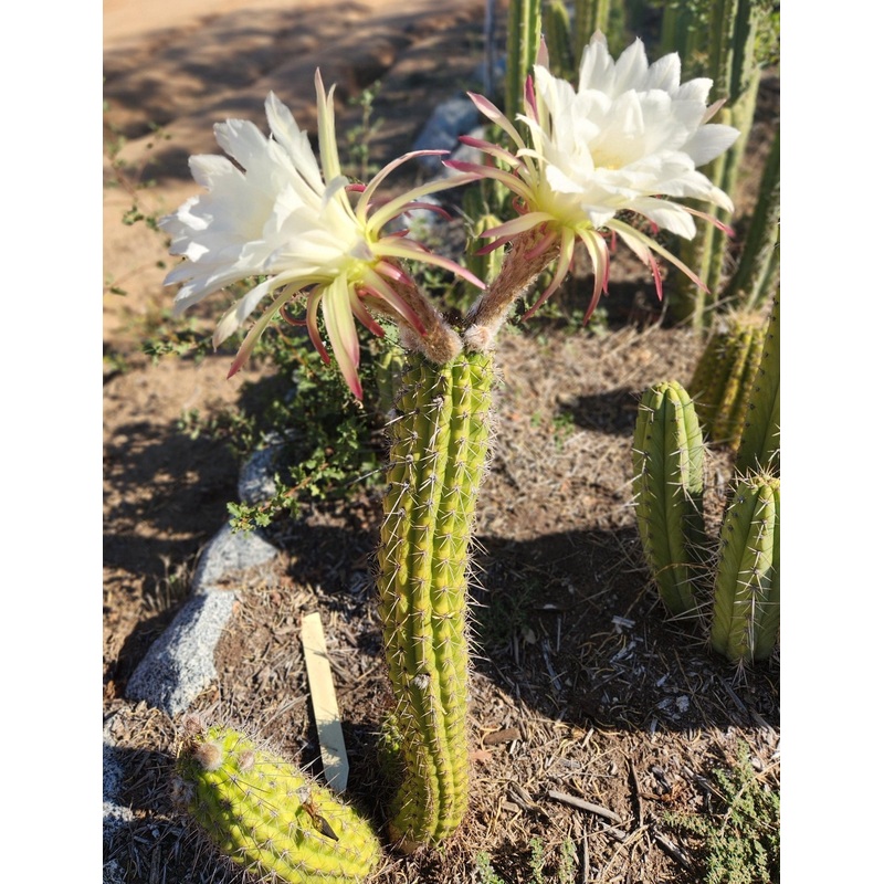 #EC77 EXACT Trichocereus Thelogonus Cactus Cutting 6"