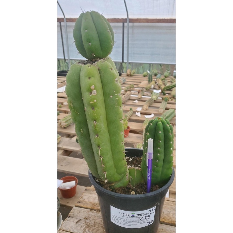 #EC78 EXACT Trichocereus Pachanoi Monstrose TPM Cactus 14.5, 6.5"