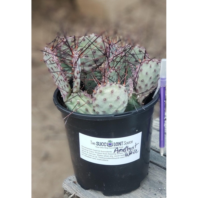 #EC79 EXACT Opuntia Amethyst Wave Cactus
