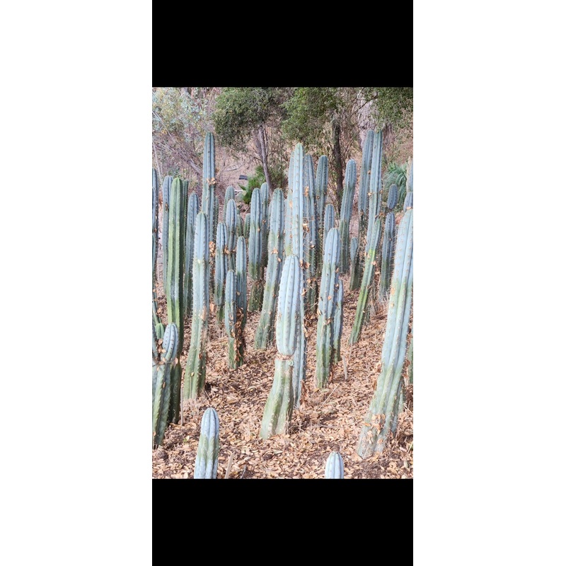 #EC81 EXACT Trichocereus Peruvianus TSSBP Cactus 7.5