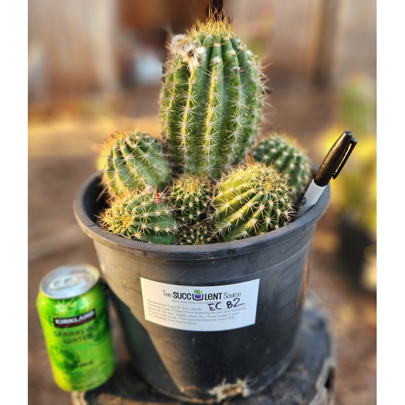 #EC82 EXACT Trichocereus Grandiflorus Hybrid Cactus