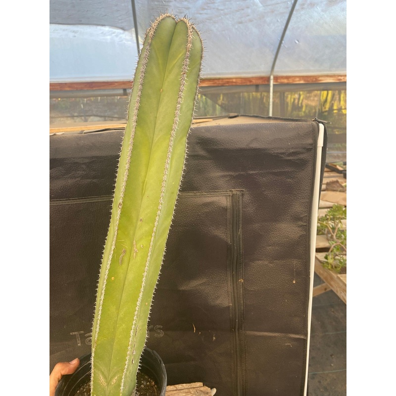 #EC83 EXACT Pachycerus Marginatus Mexican Fencepost Cactus Potted 21"