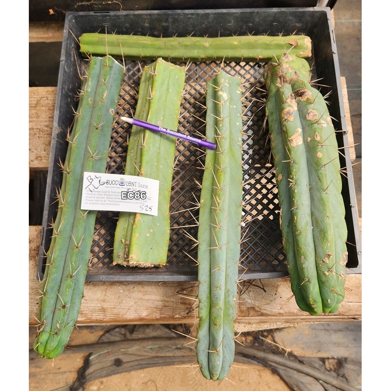 #EC86 EXACT Trichocereus Bridgesii "Jiimz" TLC Ornamental Cactus cuttings