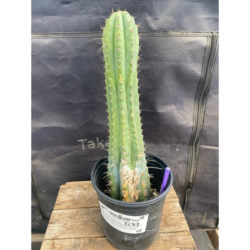 #EC87 EXACT Trichocereus  Peruvianus "Eddie" 15"