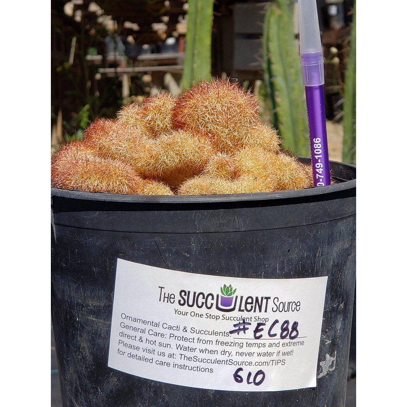 #EC88 EXACT Mammilaria Copper King Brain Cactus