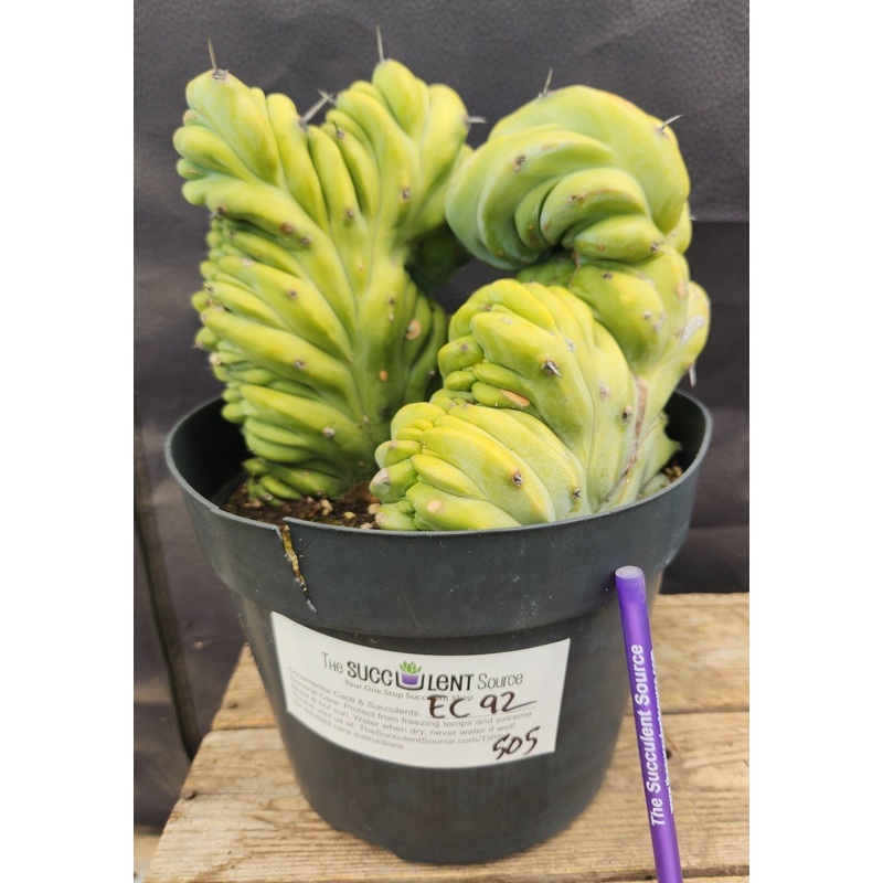 #EC92 EXACT Crested Geometrizans Myrtillo Blue Candle Cactus