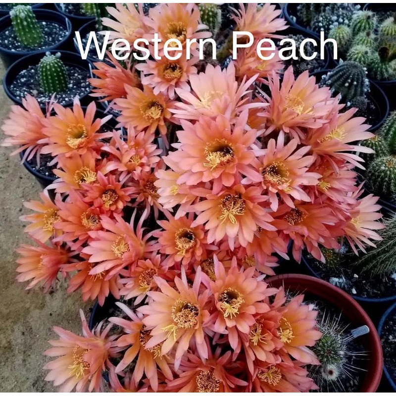 #EC94 EXACT Trichocereus Hybrid Weatern Peach Cutting
