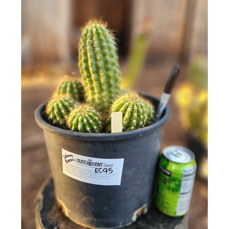 #EC95 EXACT Trichocereus Grandiflorus Hybrid Cactus