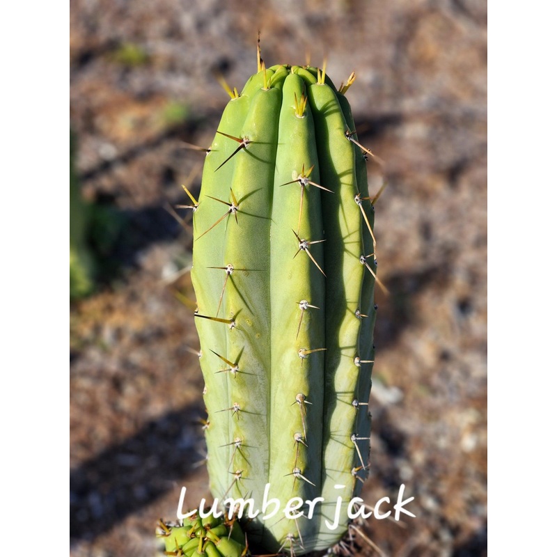 #EC97 EXACT Trichocereus Peruvianus "Lumberjack" Cactus Cuttings