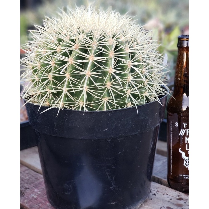 Echinocactus Grusonii Golden Barrel cactus