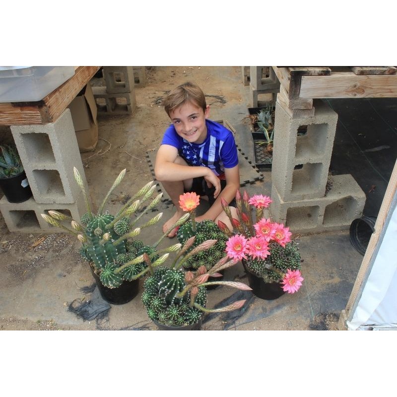 Echinopsis Echinobivia Rainbow Burst Cactus