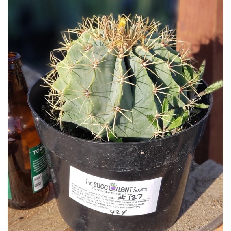 #I-132  Ferocactus Glaucescens Blue Barrel Cactus 8"