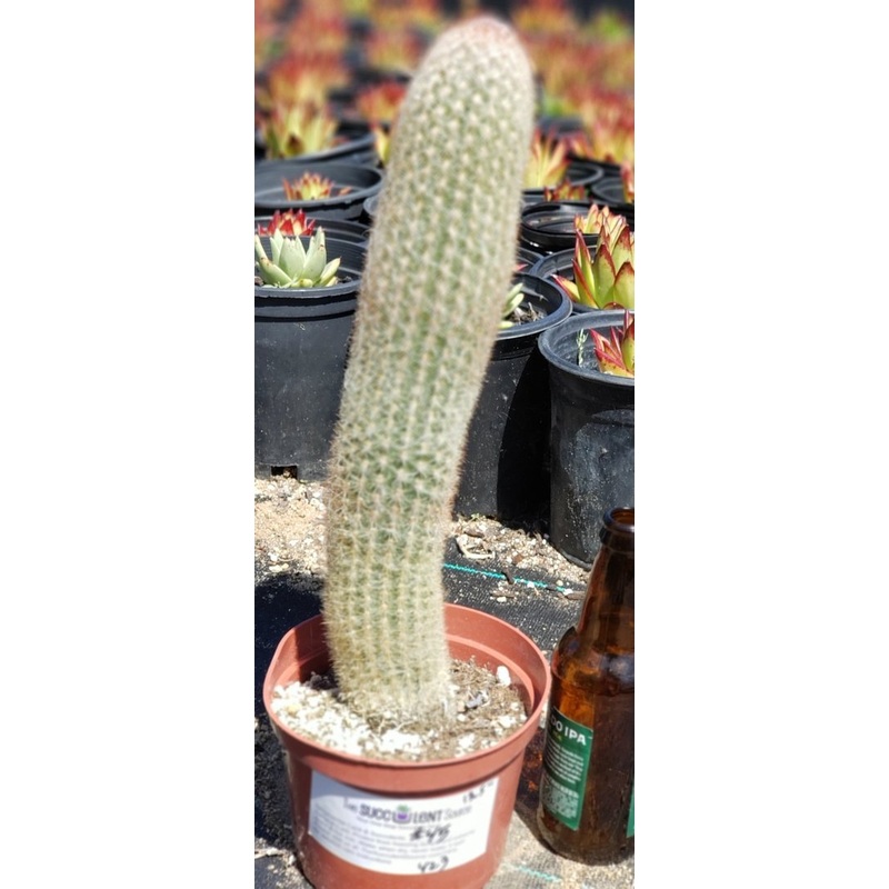 #I-45 Exact  Espestoa lanata Old Man cactus 12.5"