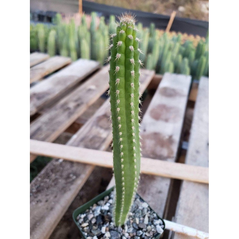 #I-48 EXACT Yungasocereus inquisivensis Cactus 10-12"