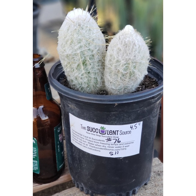 #I-76 Exact Espostoa Snow Pole Cactus 4.5"