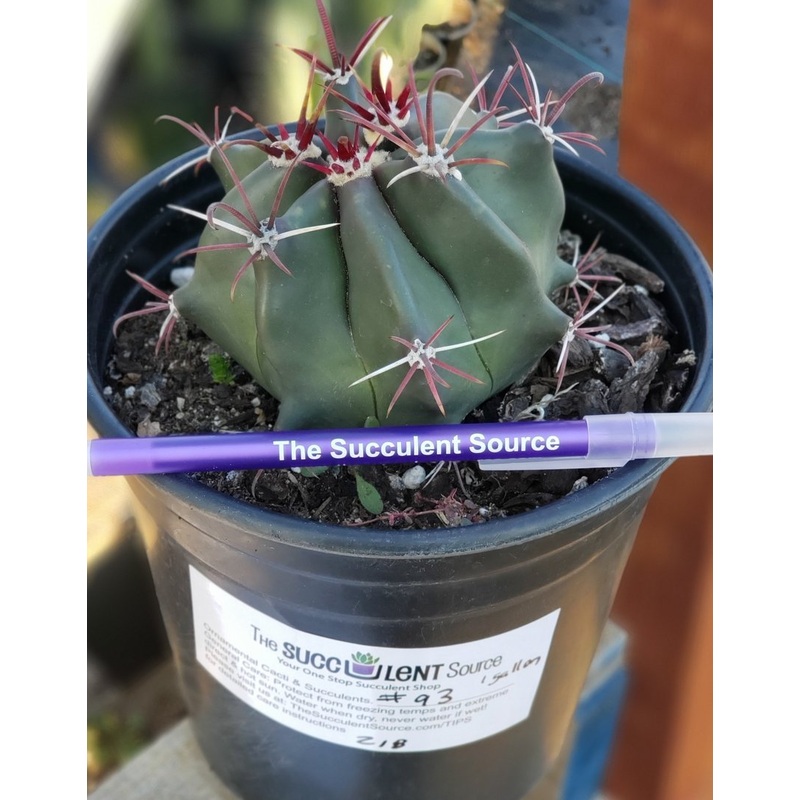 #I-93 Exact Ferocactus Devils Tongue Cactus 1 gallon