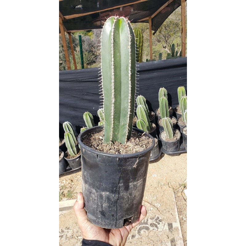 Pachycerus Marginatus Mexican Fence Post Cactus Potted and Cuttings